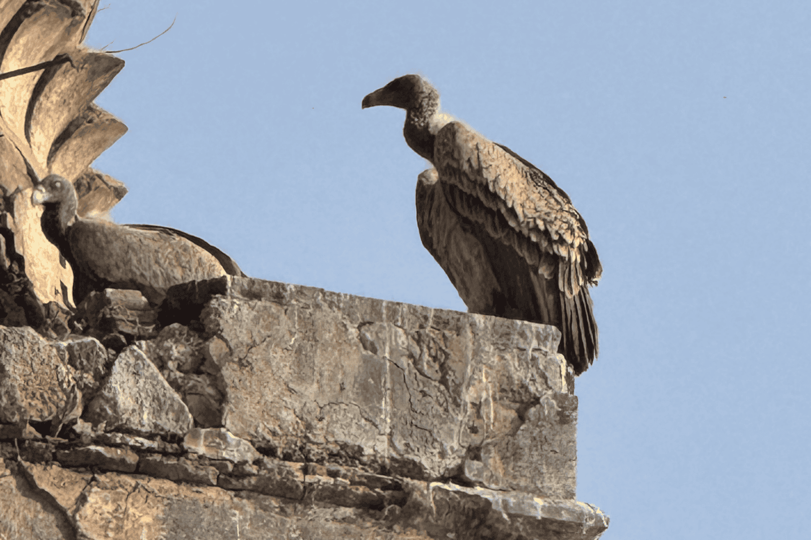 Valtures Conservation Zone Orchha Madhya Pradesh